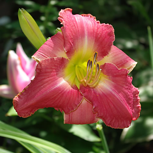 Hemerocallis Rock Lobster